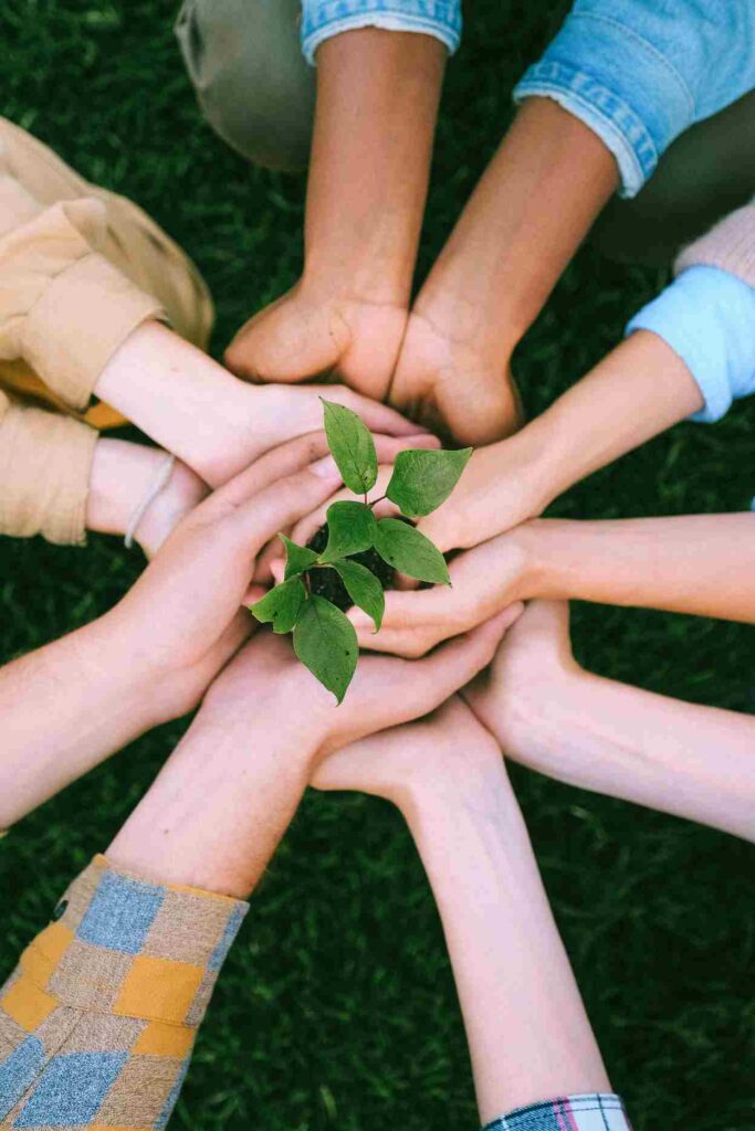 Hands of diverse people holding a young plant symbolizing unity, charity, and environmental care